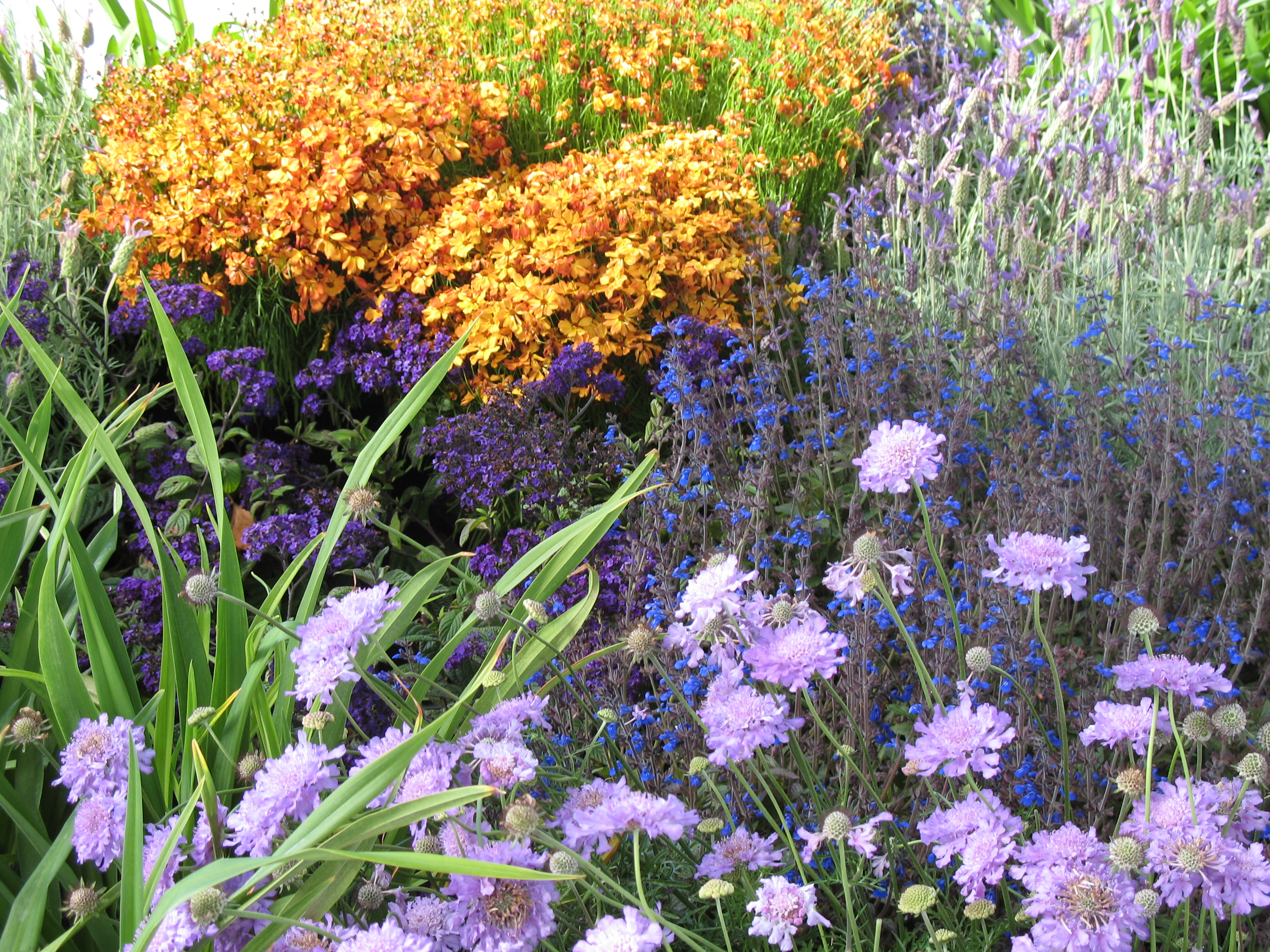 Coreopsis Mango Punch