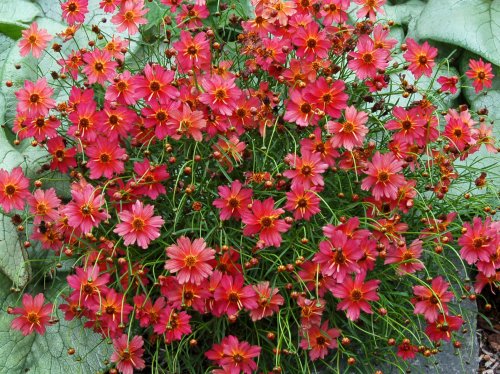 Coreopsis Mango Punch