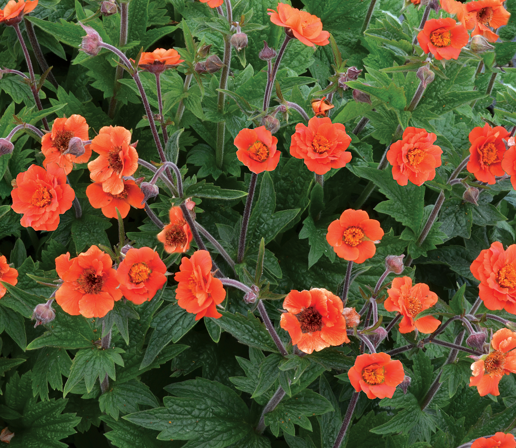 Geum rustico orange