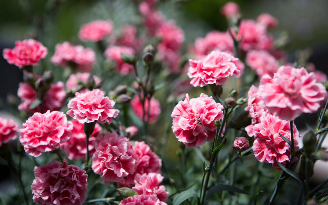 Dianthus Sugar Plum coral