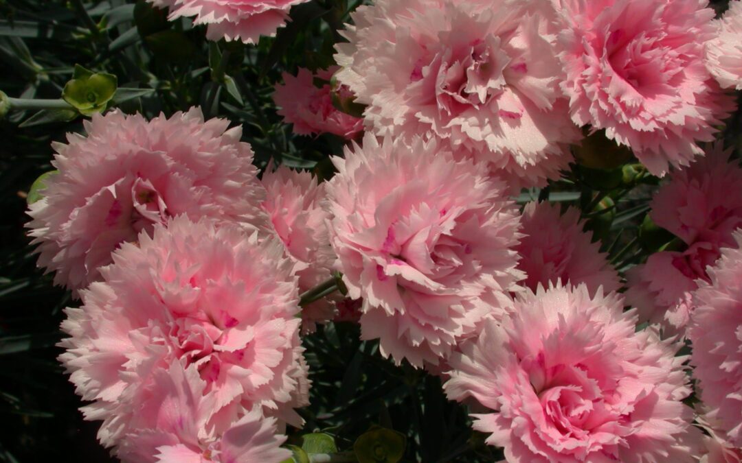 Dianthus Candy Floss