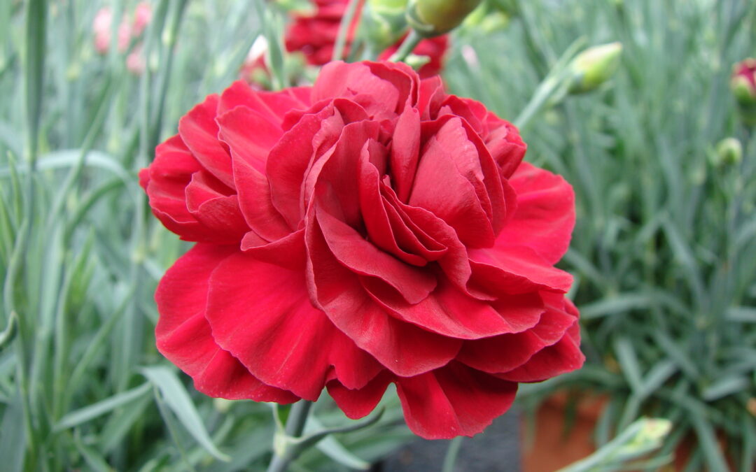 Dianthus Passion