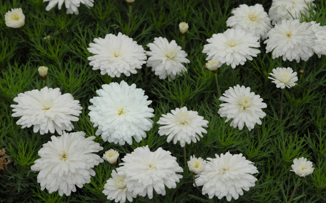 Federation Daisy ‘Purity’