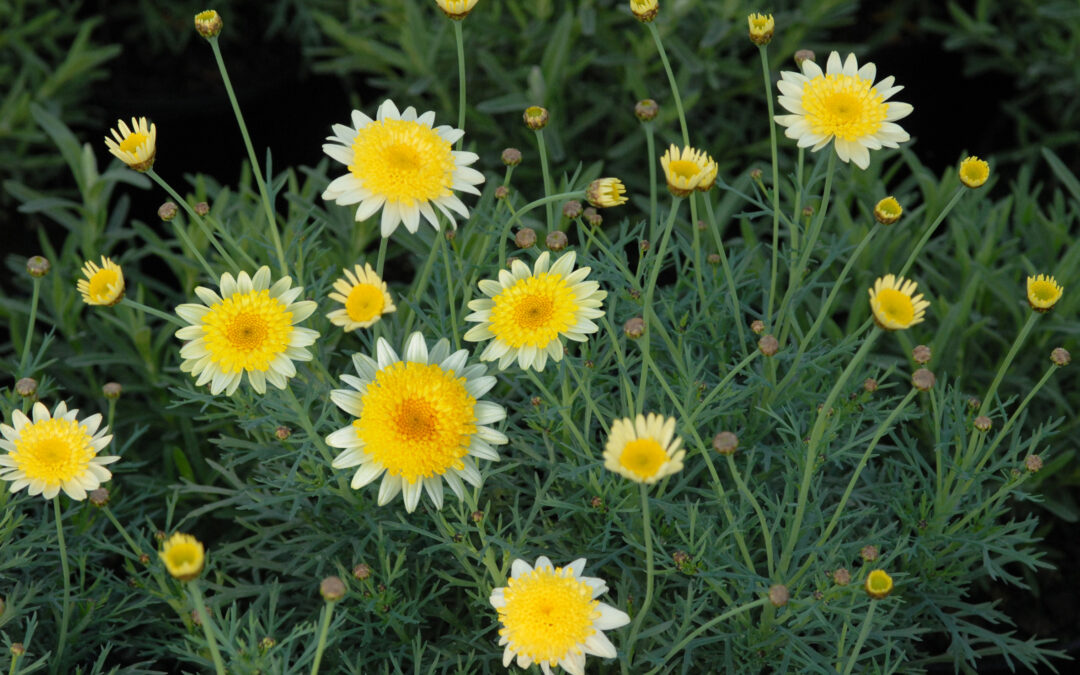 Federation Daisy Honeycomb