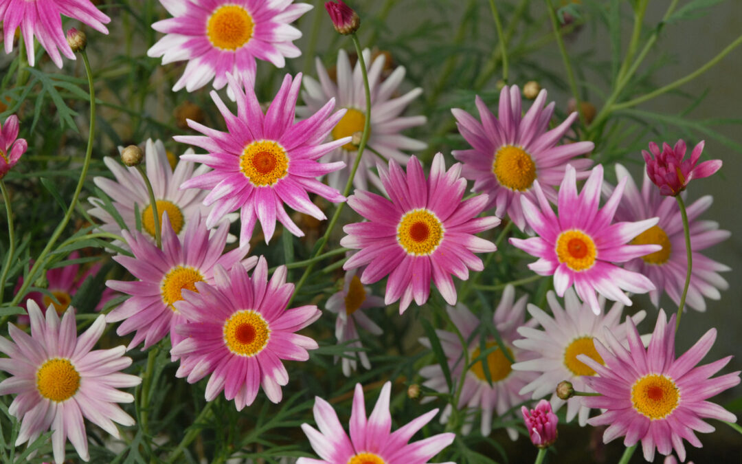Federation Daisy SuperStar