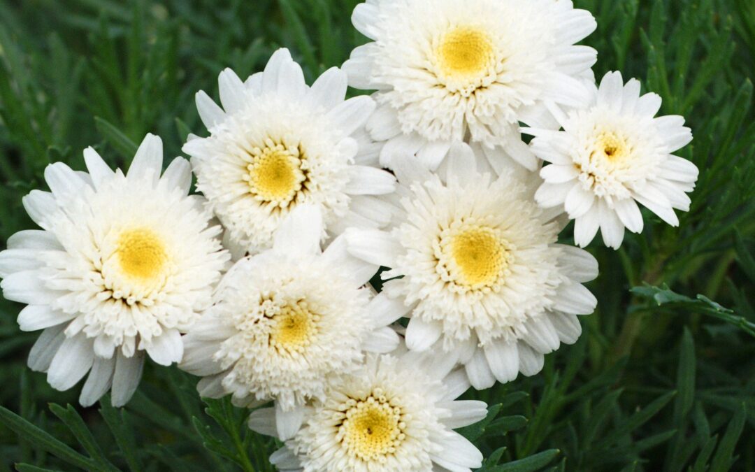 Federation Daisy Sugar and Ice