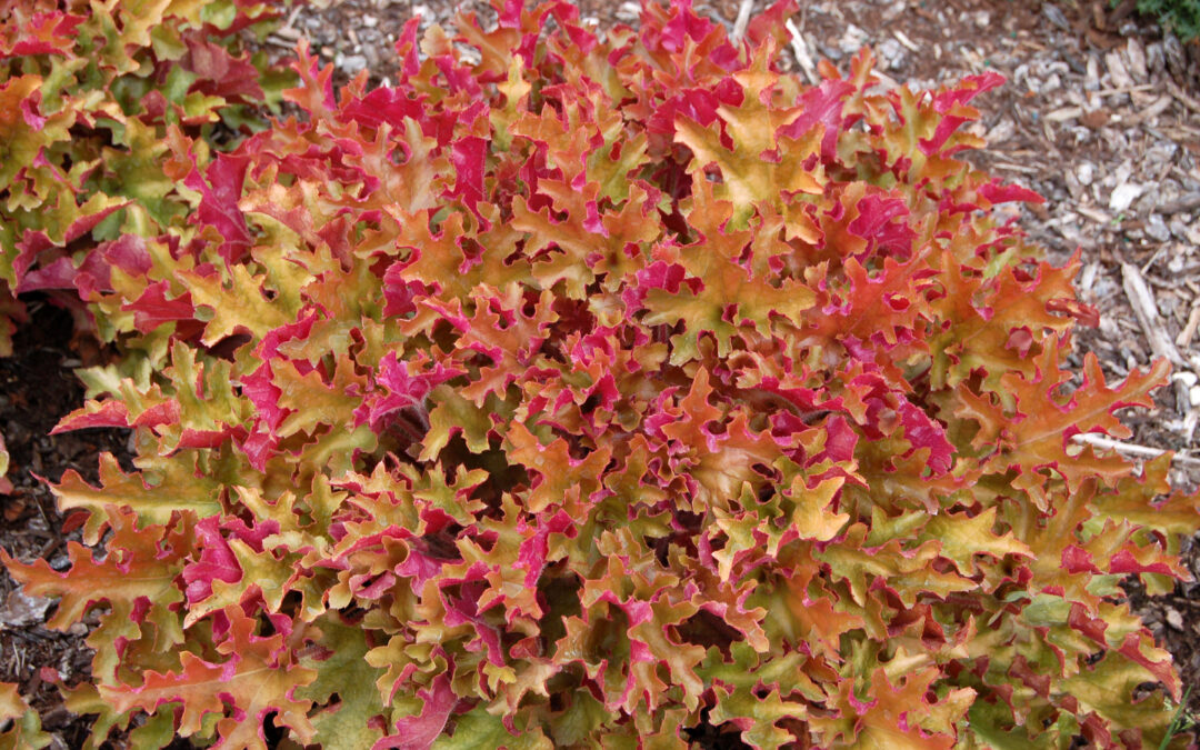 Heuchera Marmalade