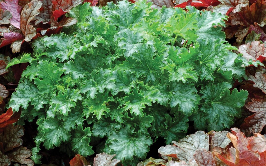 Heuchera Apple Crisp