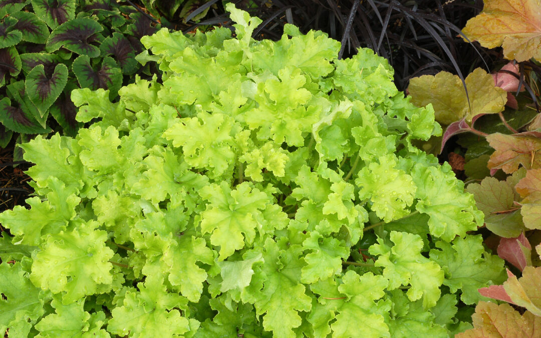 Heuchera Lime Marmalade