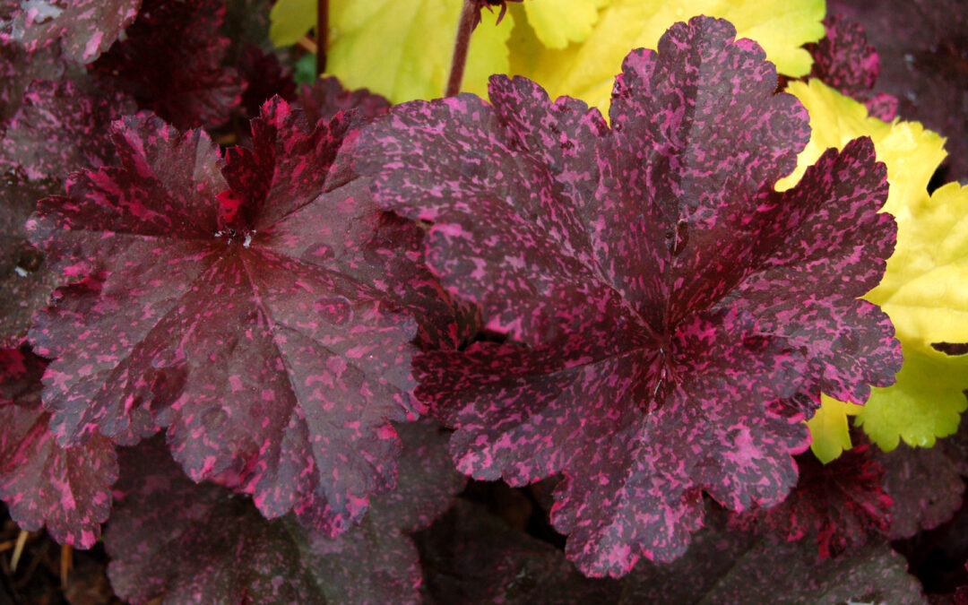 Heuchera Midnight Rose