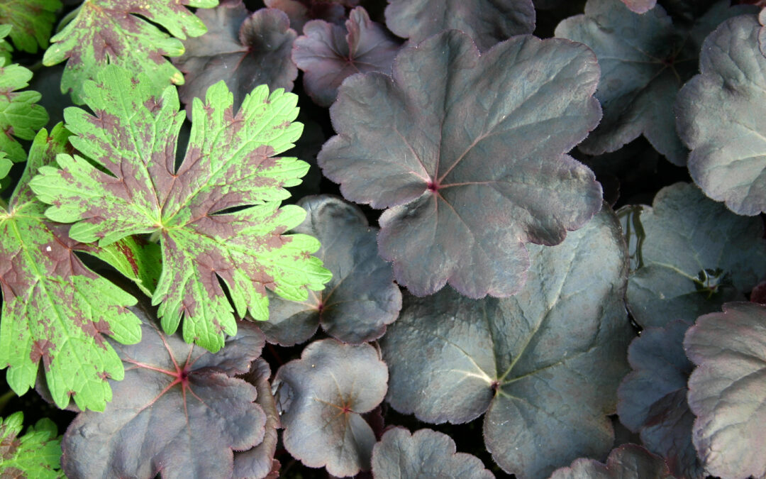 Heuchera Obsidian