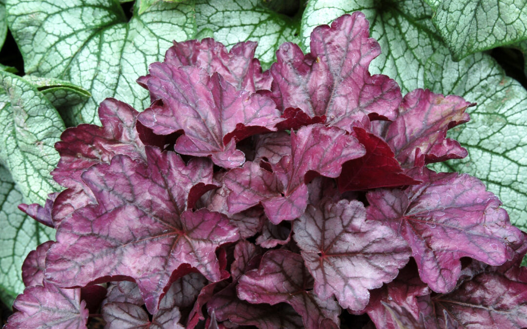 Heuchera Plum Royale