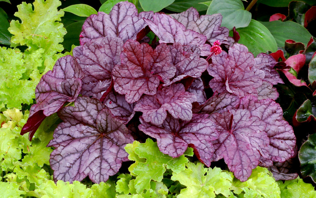Heuchera Sugar Plum