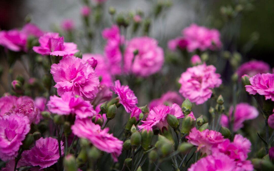 Dianthus Candy Floss Mauve