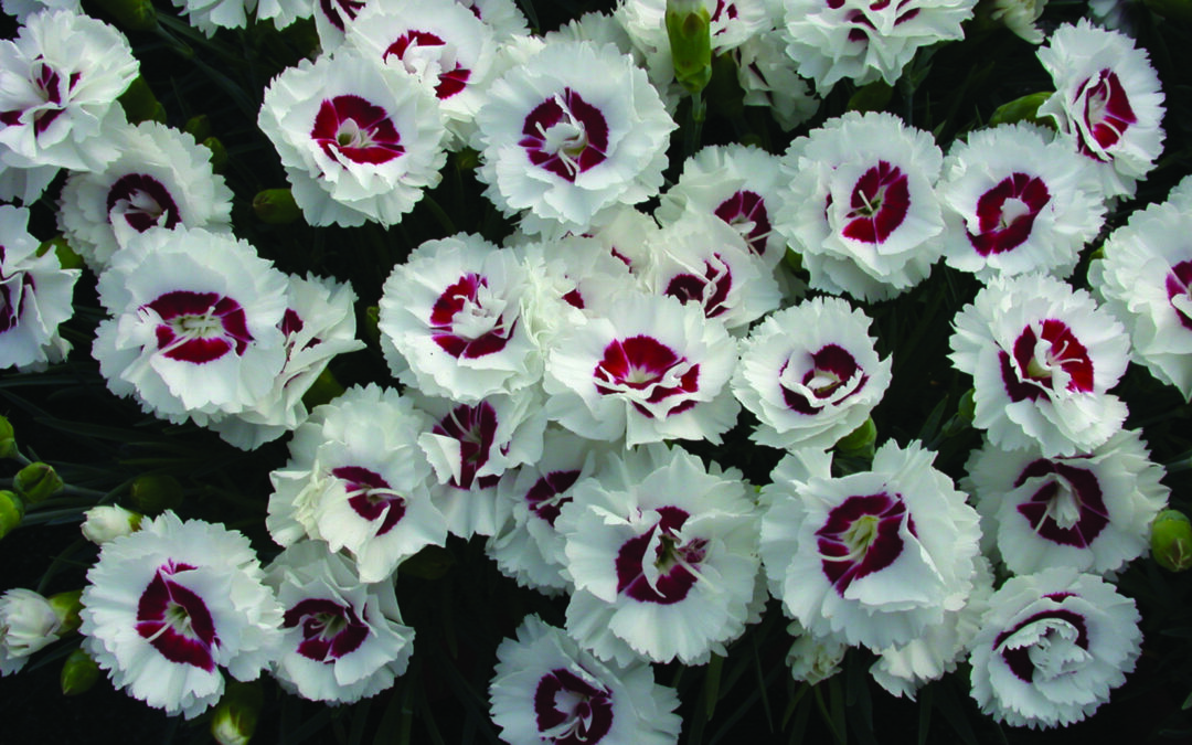 Dianthus Coconut Sundae