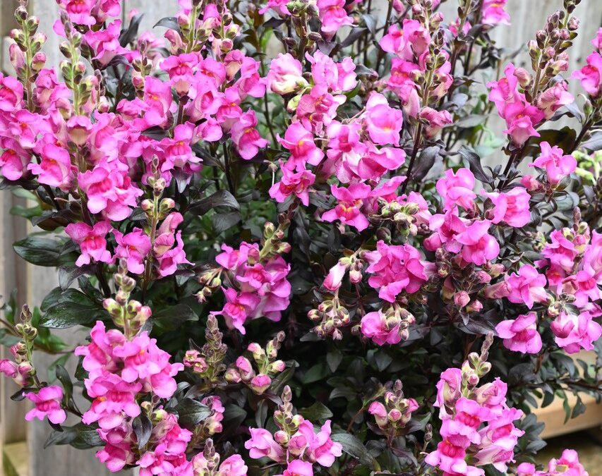 Antirrhinum Snap in Black Hot Pink