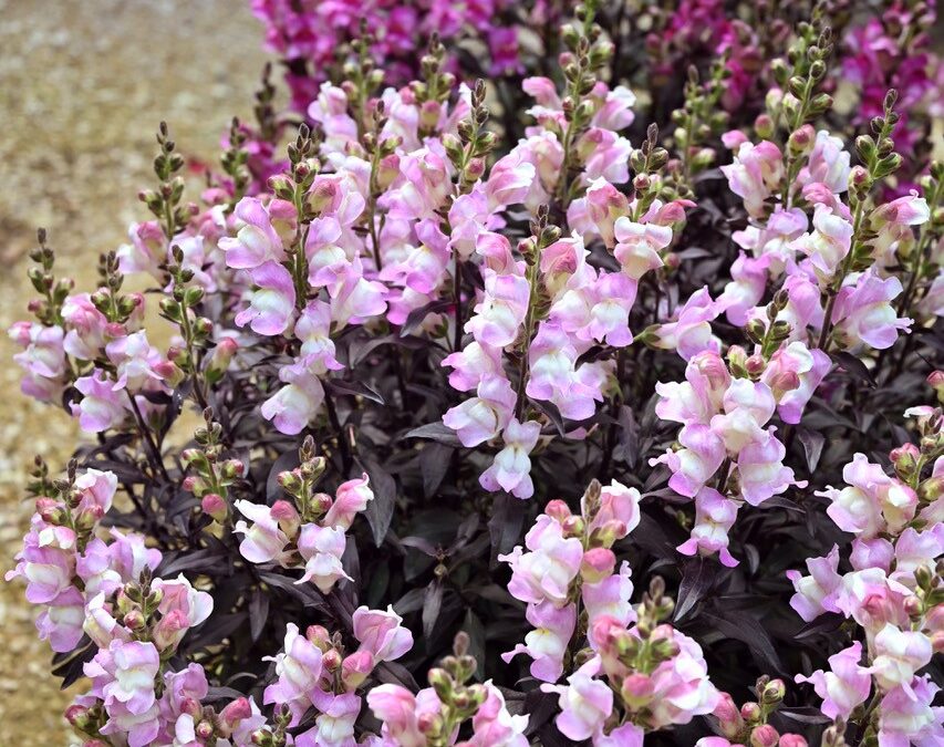 Antirrhinum Snap in Black Pale Pink