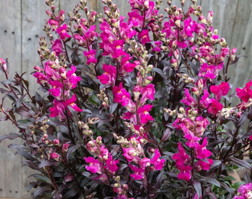 Antirrhinum Snap in Black Raspberry