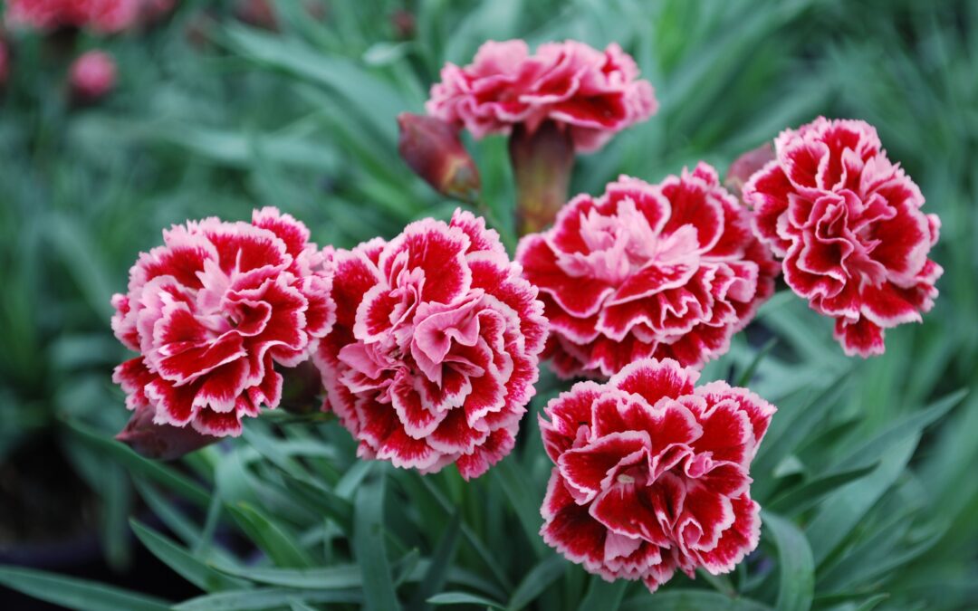Dianthus Sugar Plum