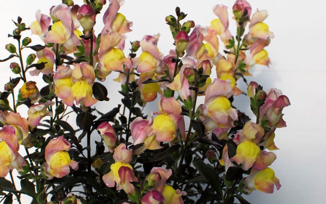 Antirrhinum Snap in Black Apricot