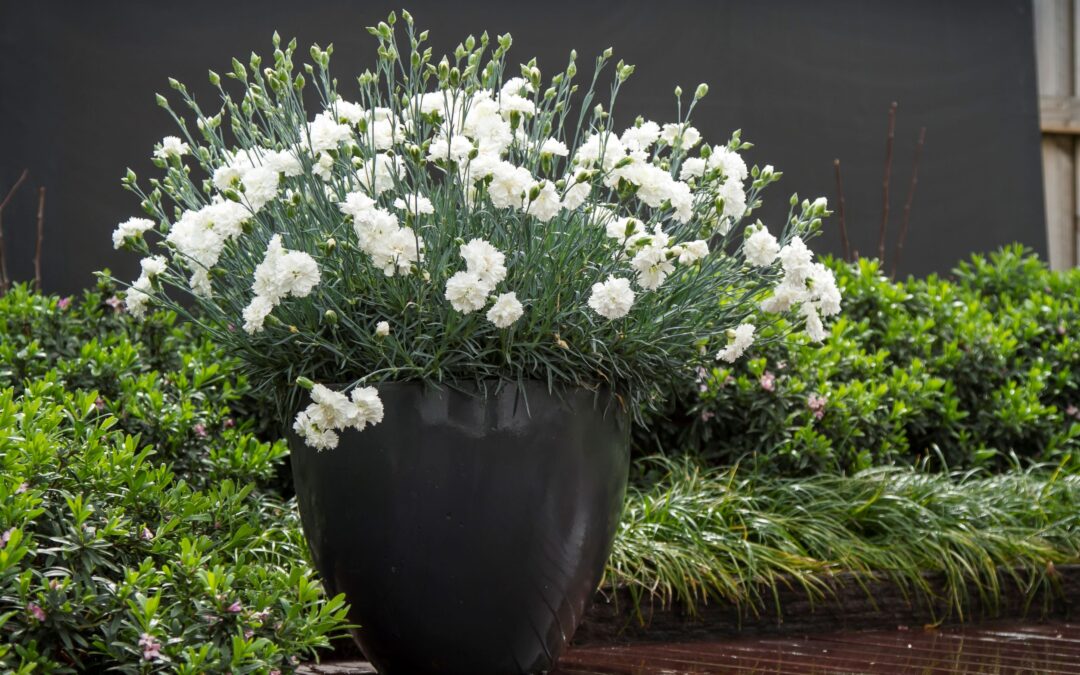 Dianthus Memories