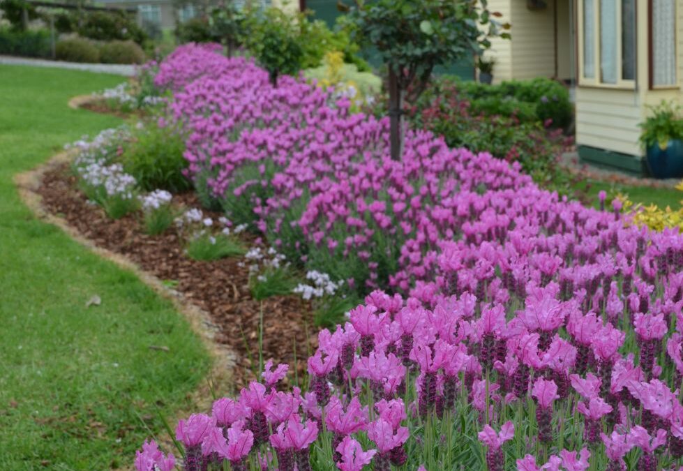 Lavenders for hedges and edges
