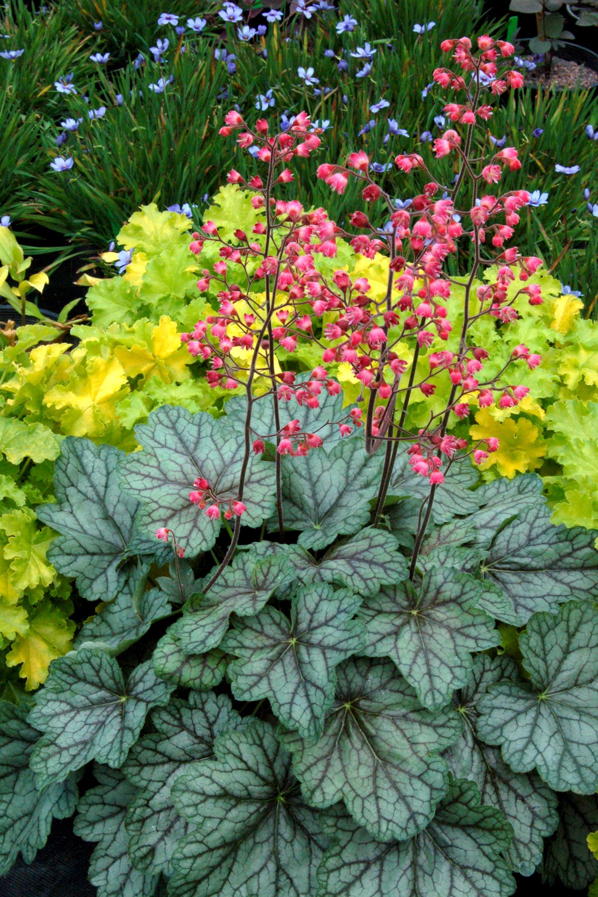 Heuchera